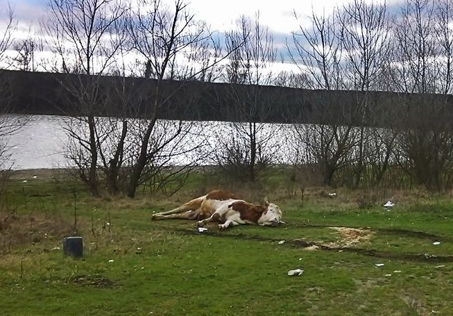 Bovină la pământ în peisajul urban arădean