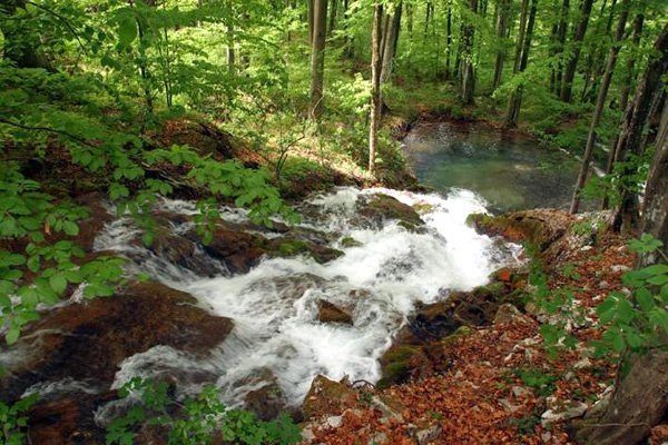 România a pierdut Parcul Retezat, ultima pădure virgină a Europei! Corupția și lăcomia au învins