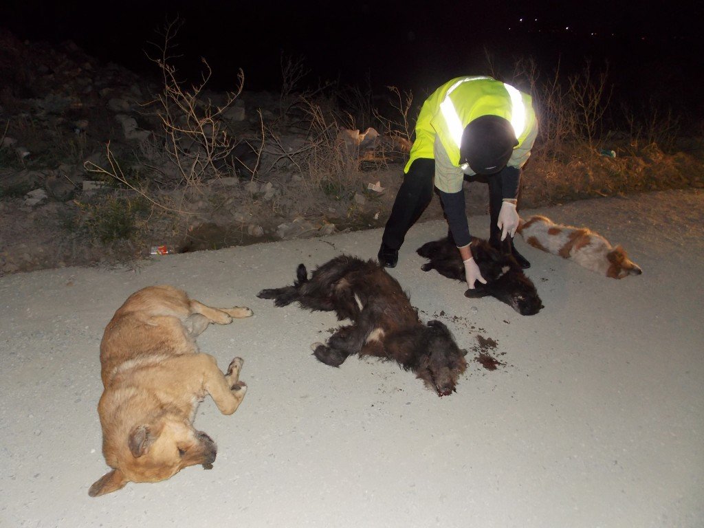 Cercetări pentru uciderea a șase câini, la Șiria