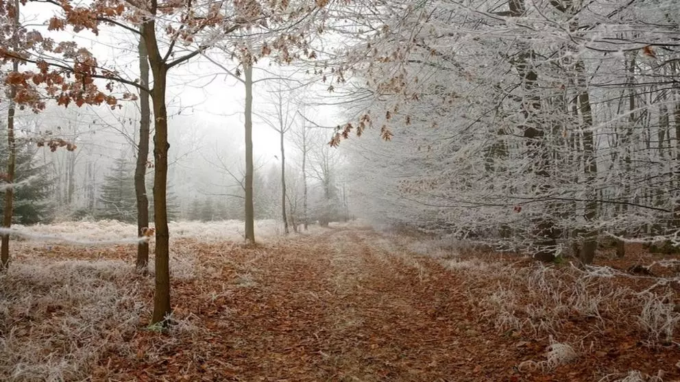 Meteorologii anunță o lună ianuarie cum n-a mai fost - temperaturi anormale în România