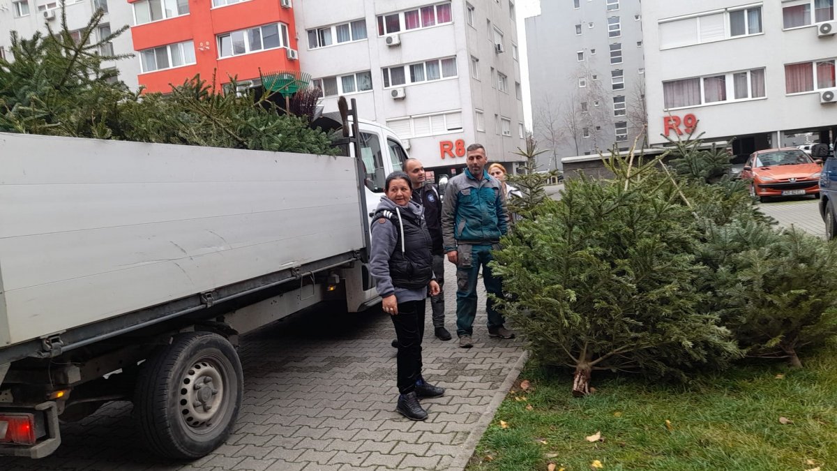 Cum ne debarasăm de brazii de Crăciun / UPDATE: A început colectarea brazilor (FOTO)