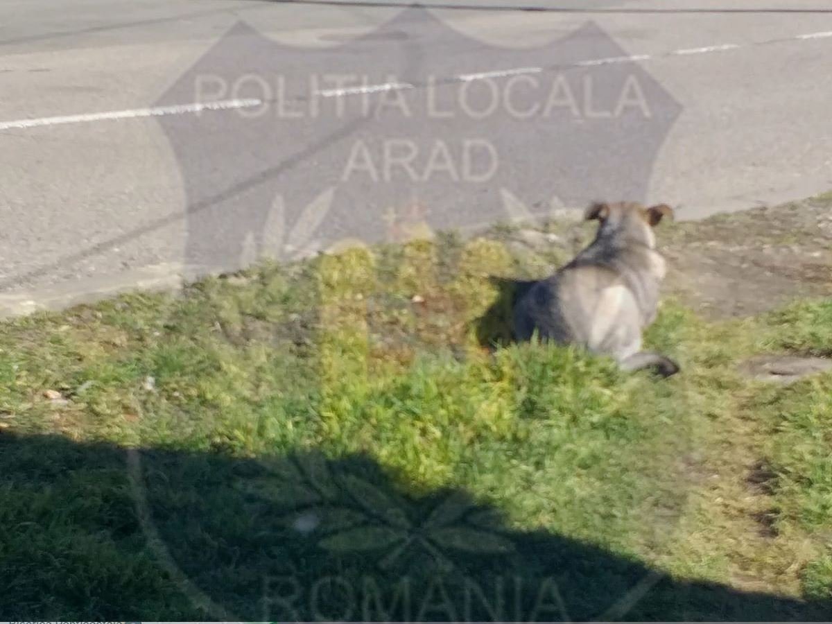 Arădean amendat de Poliţia Locală pentru că nu şi-a ţinut câinele-curte; alte trei animale au fost „înlăturate de pe domeniul public”