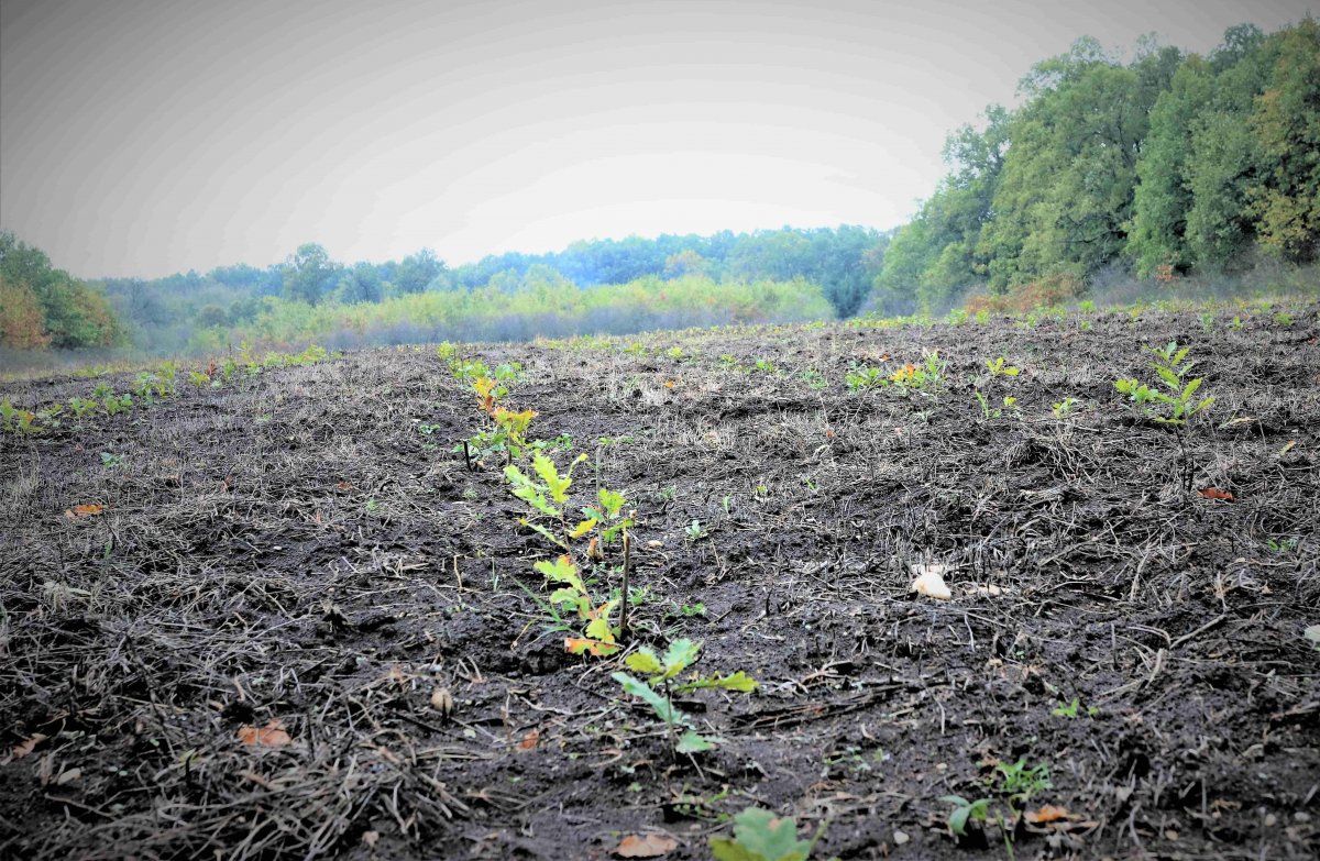 Romsilva va planta circa 20 de milioane de puieți forestieri și va regenera peste nouă mii de hectare fond forestier în campania de împăduriri de primăvară 