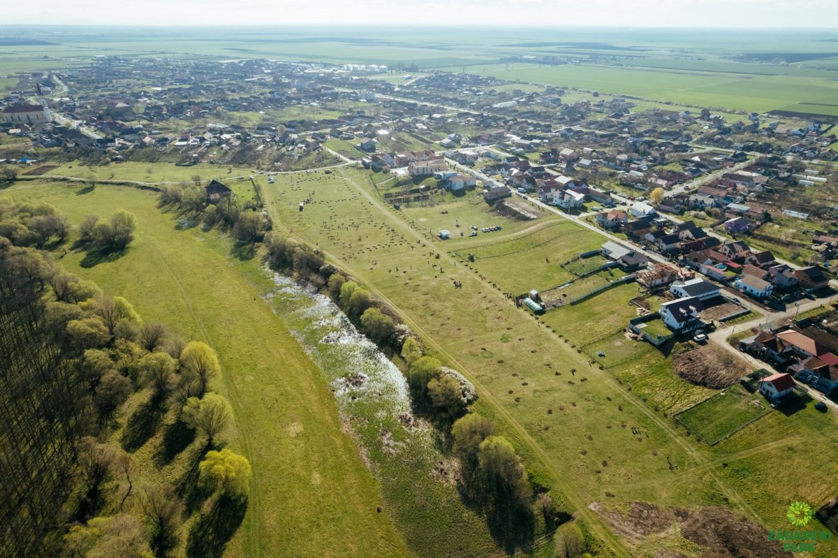 Succes remarcabil în Zadareni: peste 500 de copaci plantați într-o inițiativă de responsabilitate ecologică