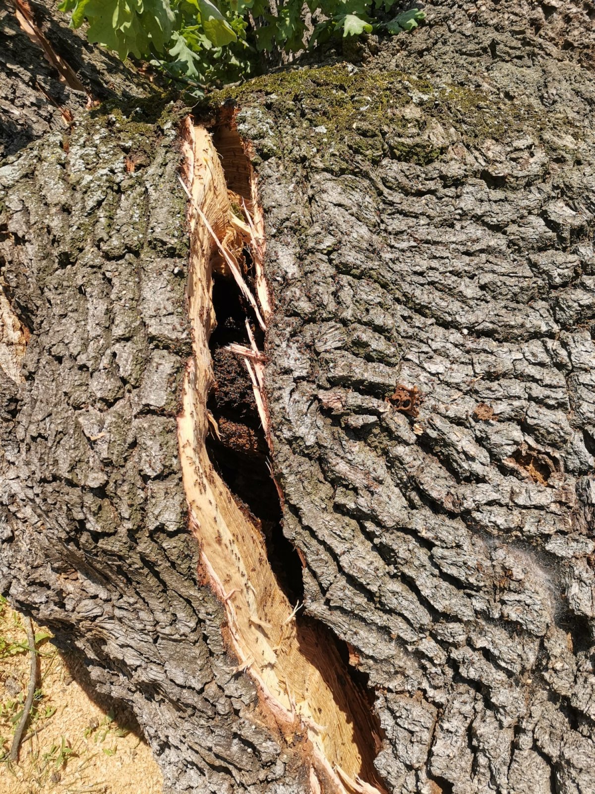 Primăria face precizări cu privire la stejarul din Parcul Eminescu care a fost tăiat (FOTO)