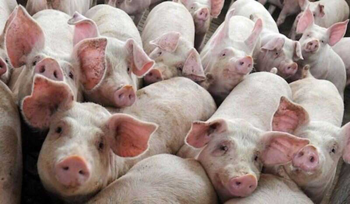 Pestă porcină la Aluniş: vor fi ucişi 300 de porci; ce alte măsuri iau autorităţile