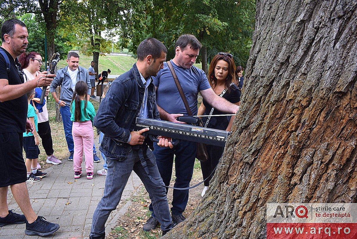 Rezistenţa arborilor din parcuri verificată de specialişti care au lucrat în Germania (FOTO)