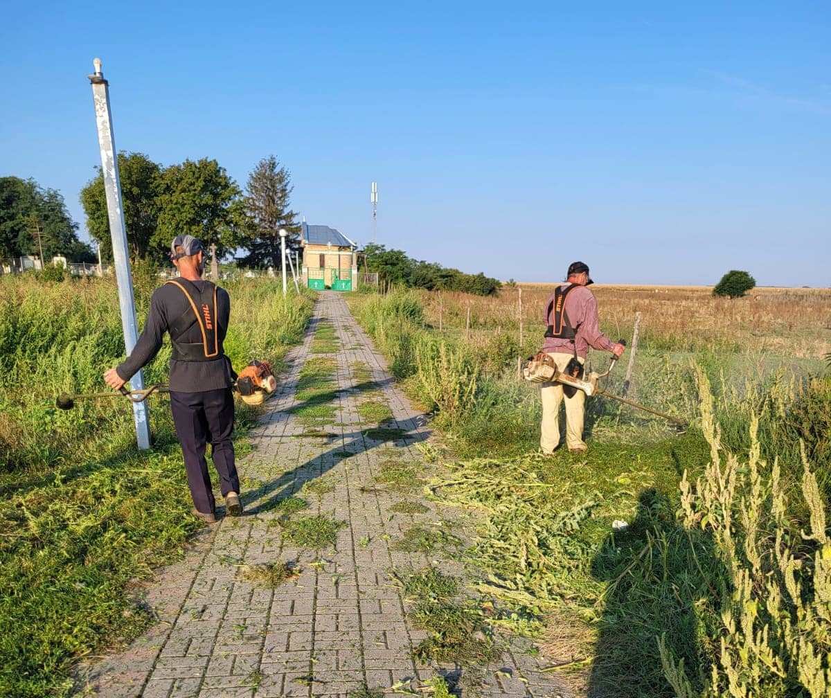 Operaţiune amplă de combatere a ambroziei la Sânmartin şi Macea (FOTO)