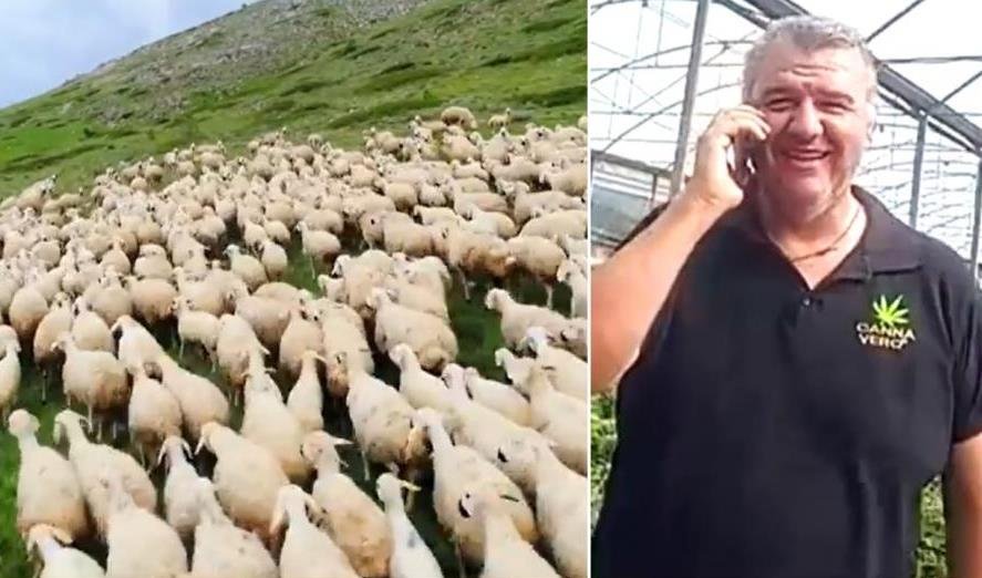Ce s-a întâmplat cu o turmă de oi care a mâncat 300 de kilograme de CANABIS medicinal