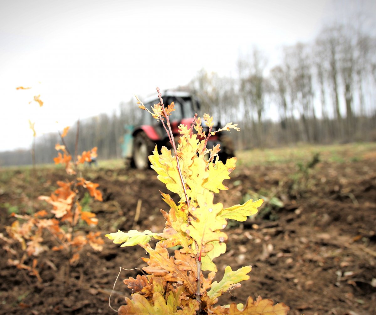 Regia Națională a Pădurilor – Romsilva a plantat anul trecut peste 25 de milioane de puieți forestieri în fondul forestier de stat