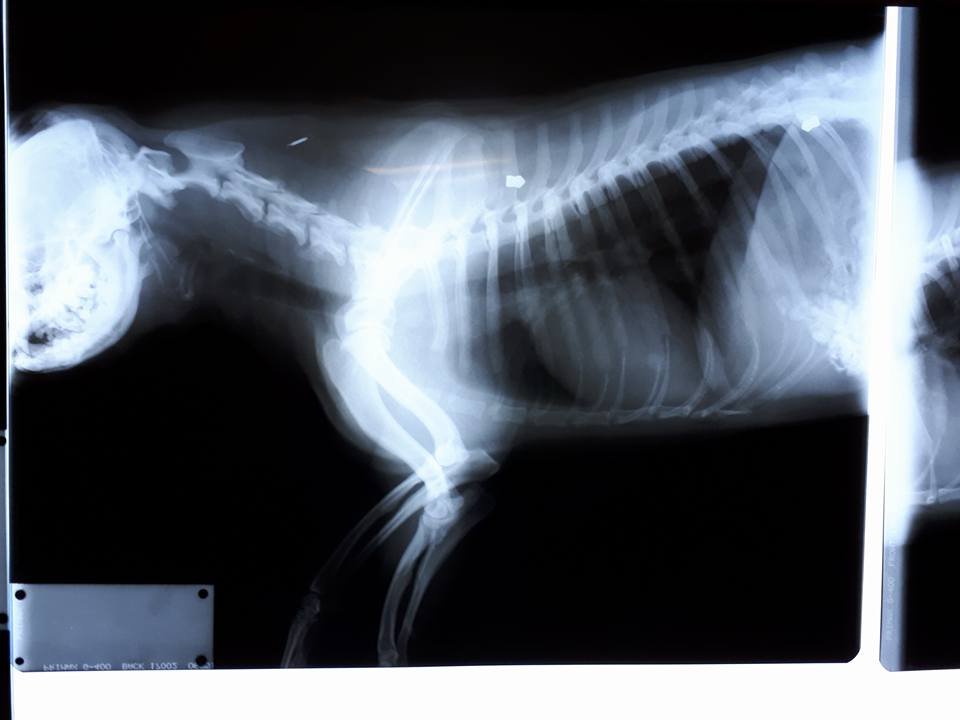 Câine împușcat de opt ori cu alice, salvat de voluntari