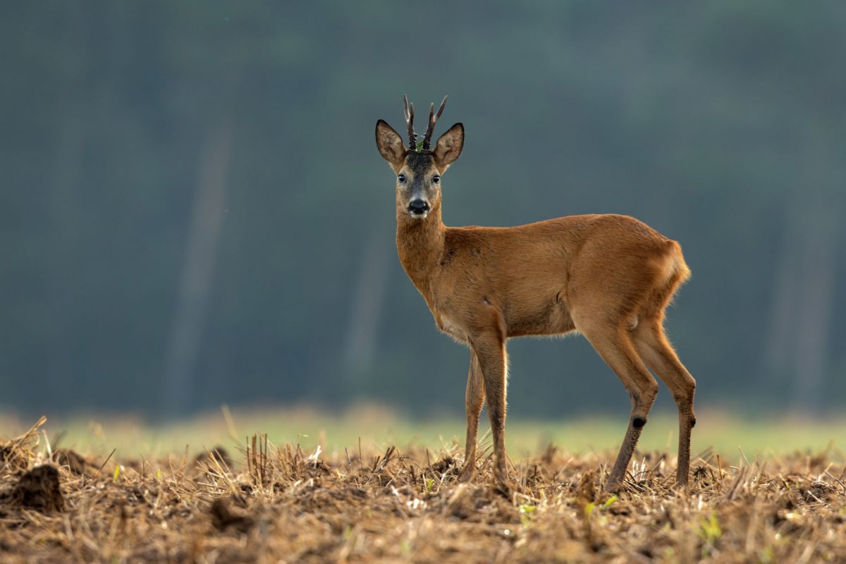 Trei fermieri au fost amendaţi cu 80.000 de lei după ce pe terenurile lor au fost descoperite zeci de animale otrăvite