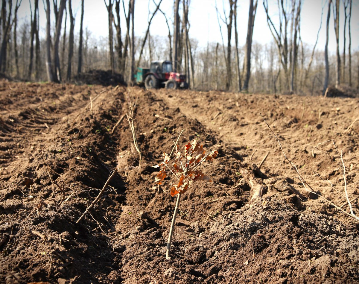 Romsilva va reîmpăduri peste 340 hectare fond forestier afectate de calamități cu fonduri din Planul Național de Redresare și Reziliență