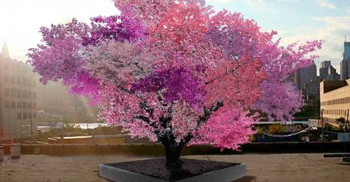 Pomul minune: face 40 de fructe diferite și înflorește în culori magice! 
