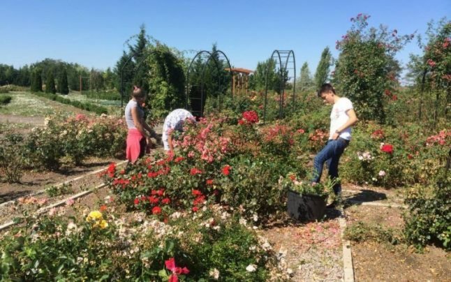 Cea mai mare plantaţie de trandafiri din România „se usucă“ cu zile