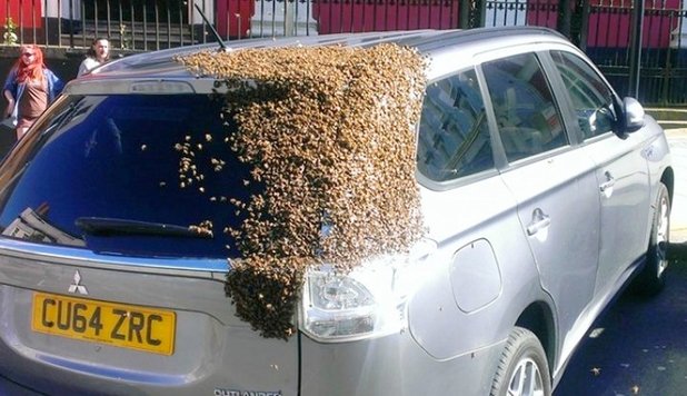 Mii de albine au urmărit această maşină timp de 2 zile. Ce a determinat insectele la asemenea gest