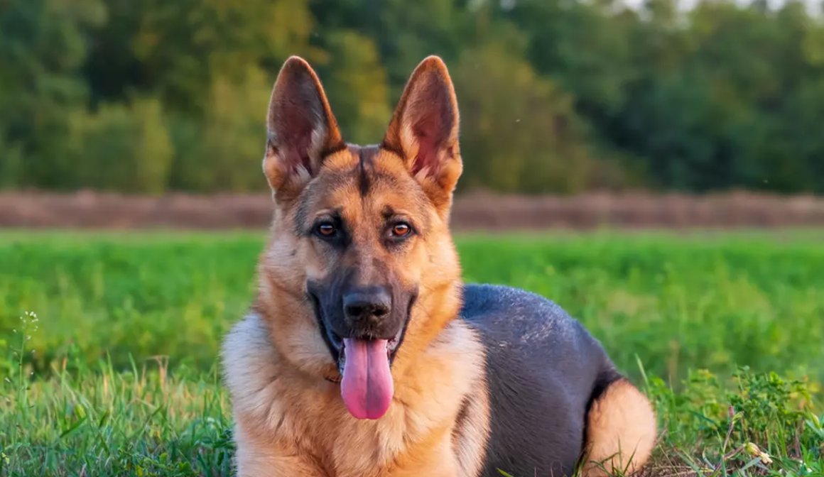 Taxă pe câine pusă într-un oraș din țară; sunt buni de plată și localnicii care nu dețin animale de companie