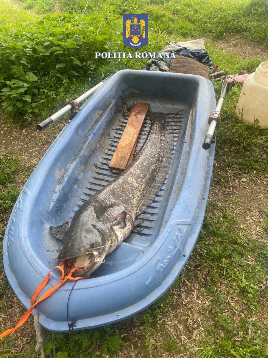 Un bărbat din Arad, prins cu un somn de 40 de kilograme în barcă, amendat cu 10.000 de lei