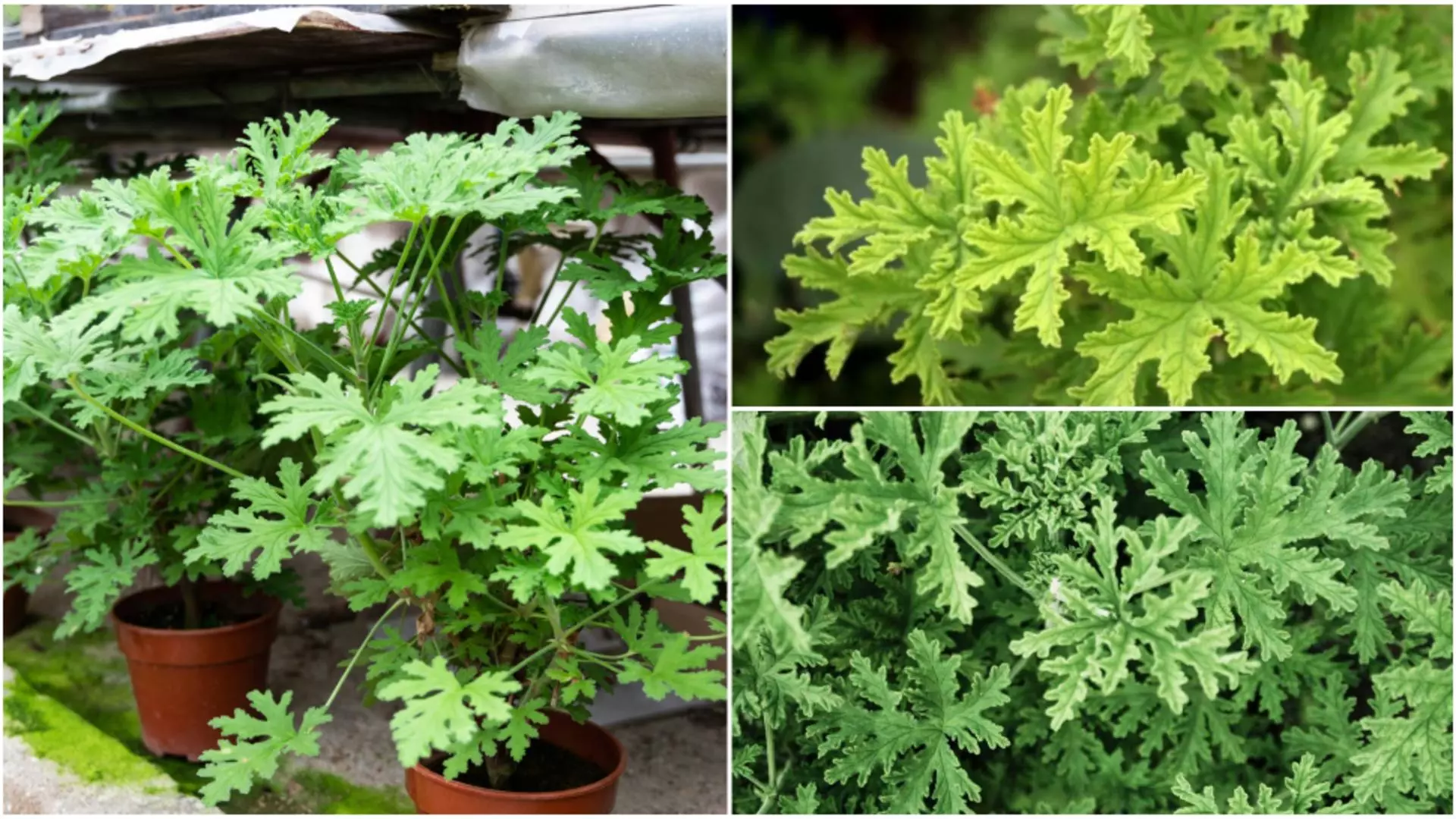 Planta care alungă țânțarii ca prin magie. Este extrem de ușor de întreținut