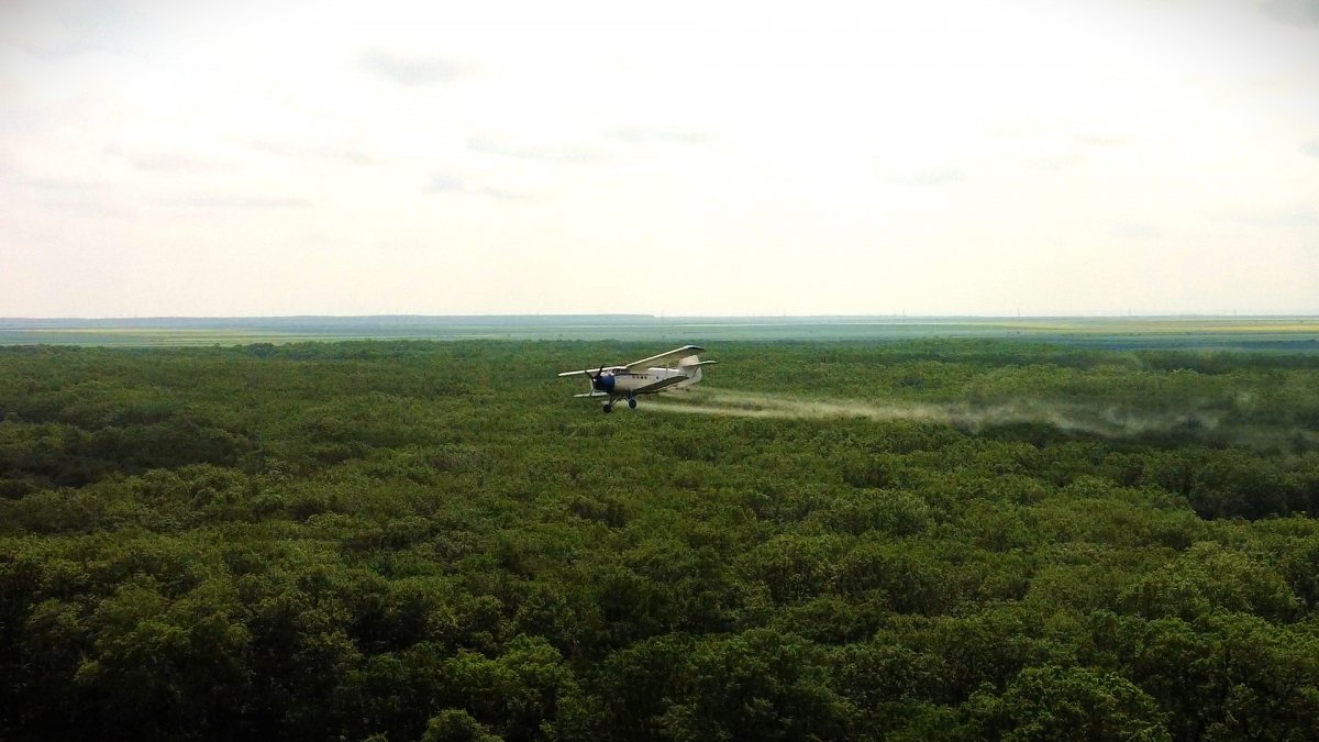 Romsilva a efectuat lucrări de combatere a omizilor defoliatoare pe o suprafață de peste 7.000 mii de hectare