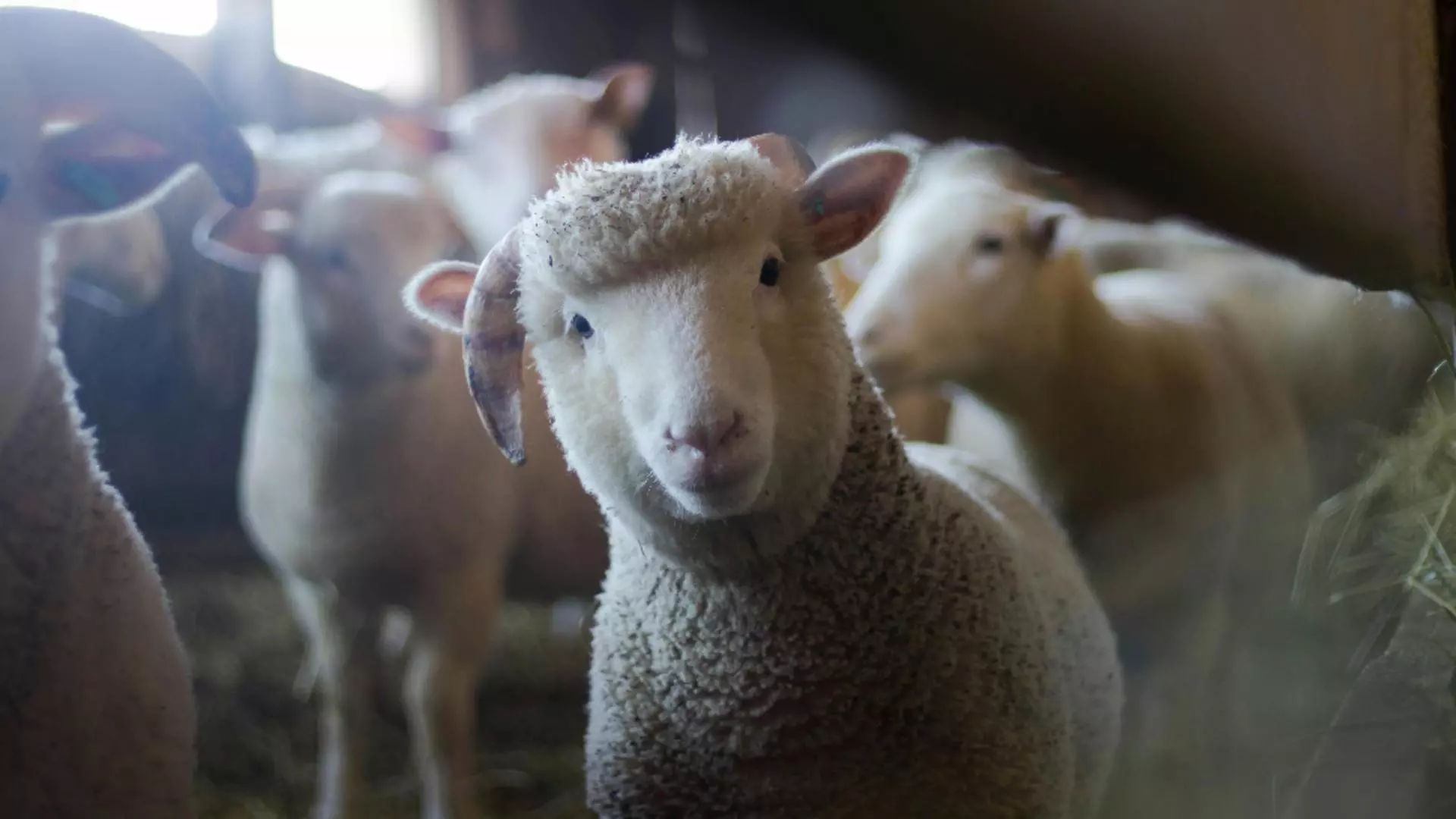 Caz șocant în Germania. Un român sacrifica oi într-un apartament închiriat. Animalele au fost furate dintr-un parc natural
