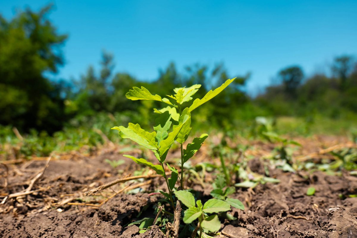 Romsilva a plantat peste 19 milioane de puieți forestieri, în campania de împăduriri de primăvară