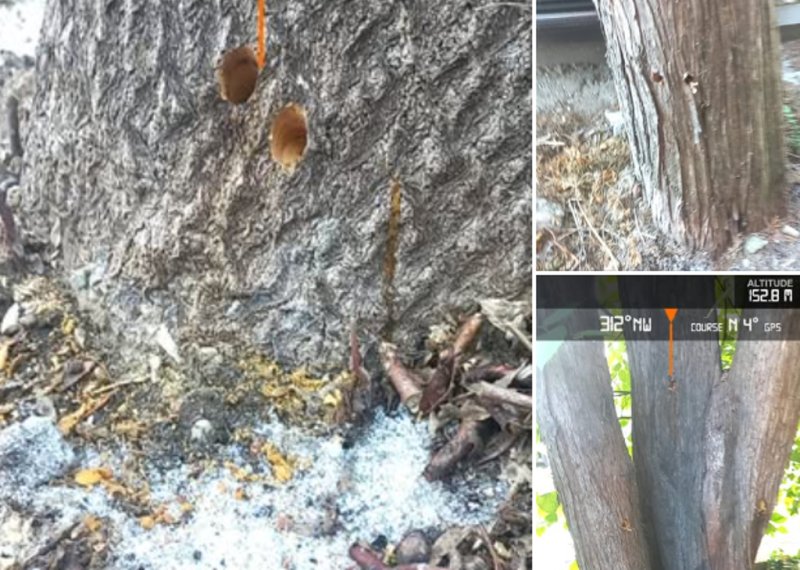 Zece arbori găuriți și cu sare pusă la rădăcini, pentru a se usca, găsiți de Garda de Mediu (FOTO)