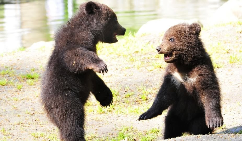 Tânăr din Pilu - băgat la răcoare de... doi pui de urs / UPDATE: Pus sub control judiciar