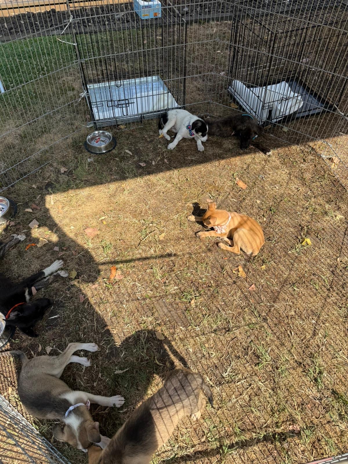 Târg de adopție canină, ediția a III-a, la Open Boulevard