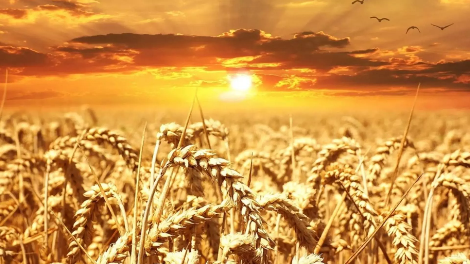 Prognoza meteo pe o lună: urmează un nou val de caniculă - temperaturi sufocante, nopți tropicale. ANM anunță fluctuații majore