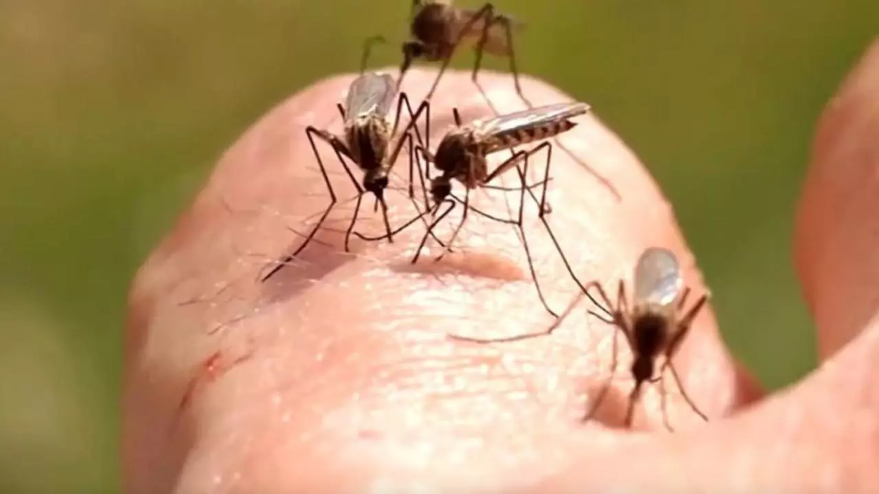 Creștere record în România a infectărilor cu virusul West Nile. Autoritățile avertizează populația și recomandă măsuri