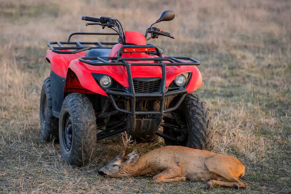Căpriorul, ATV-ul și bărbatul din Vinga: o poveste de dragoste în trei, interzisă pe fondul cinegetic