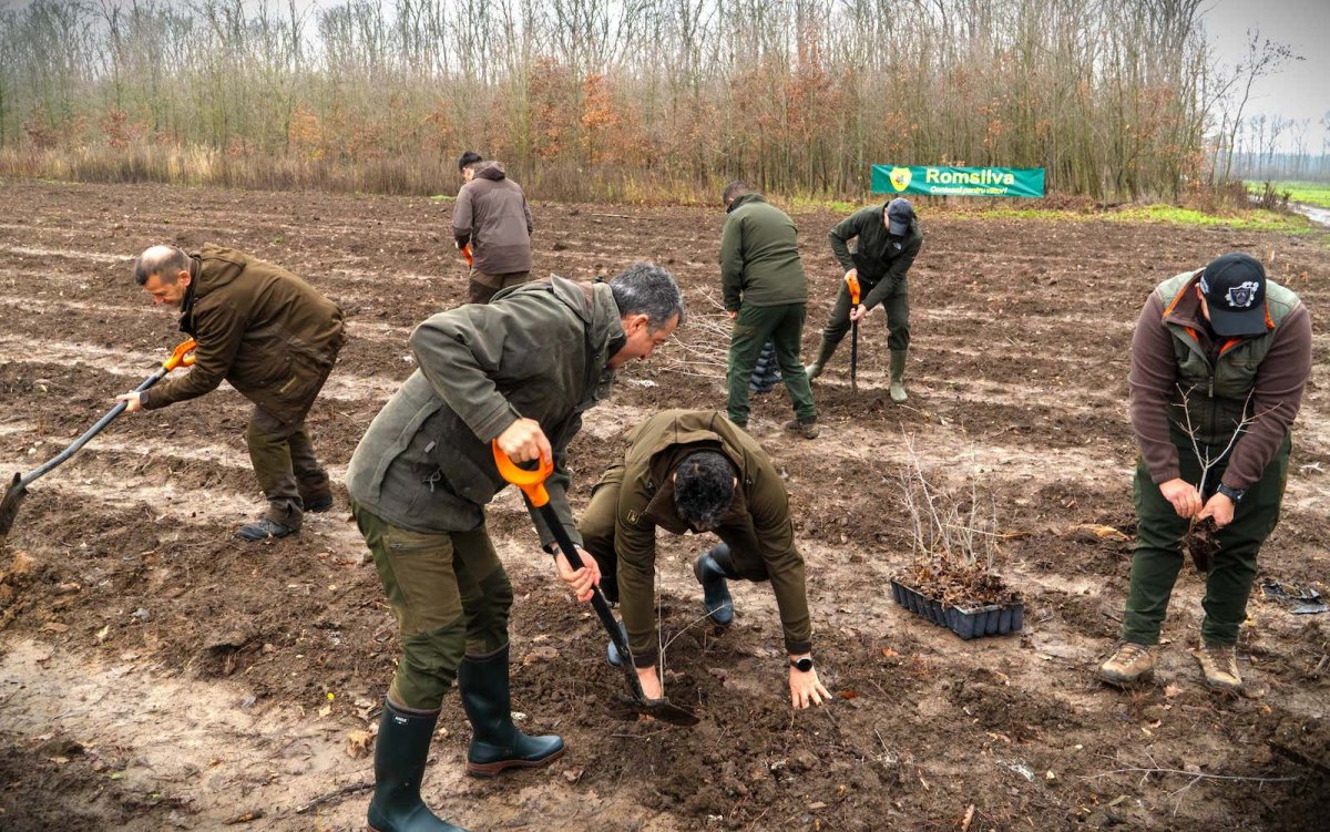  Romsilva va planta aproximativ 2,8 milioane de puieți forestieri în campania de împăduriri de toamnă