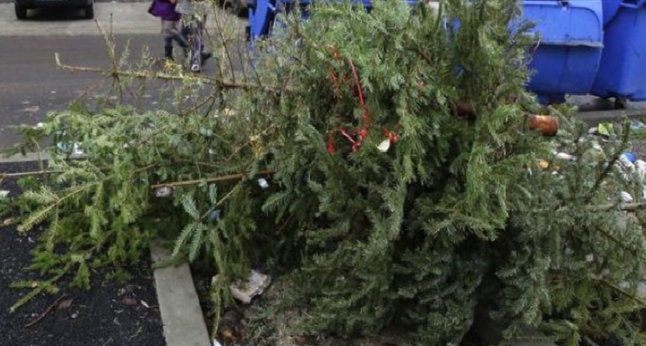 A început colectarea brazilor de Crăciun; cum trebuie să fie depuși pentru a putea fi reciclați