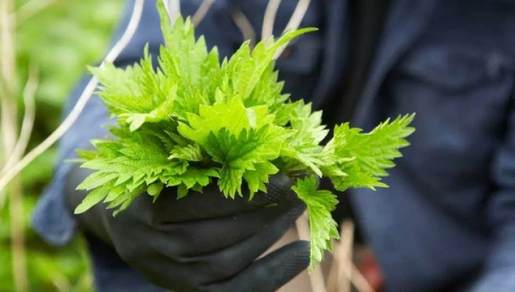 Planta lunii martie. Ideală pentru detoxifiere, energie și imunitate. Este un tonic excelent pentru organism, recomandată în situațiile de extenuare fizică