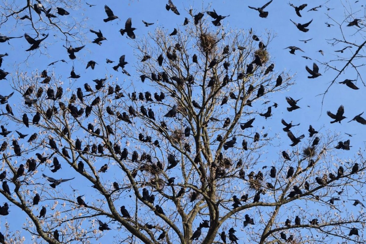 Laserul și ultrasunetele, ultima speranță împotriva zburătoarelor care fac zgomot și distrug vopseaua de pe mașini