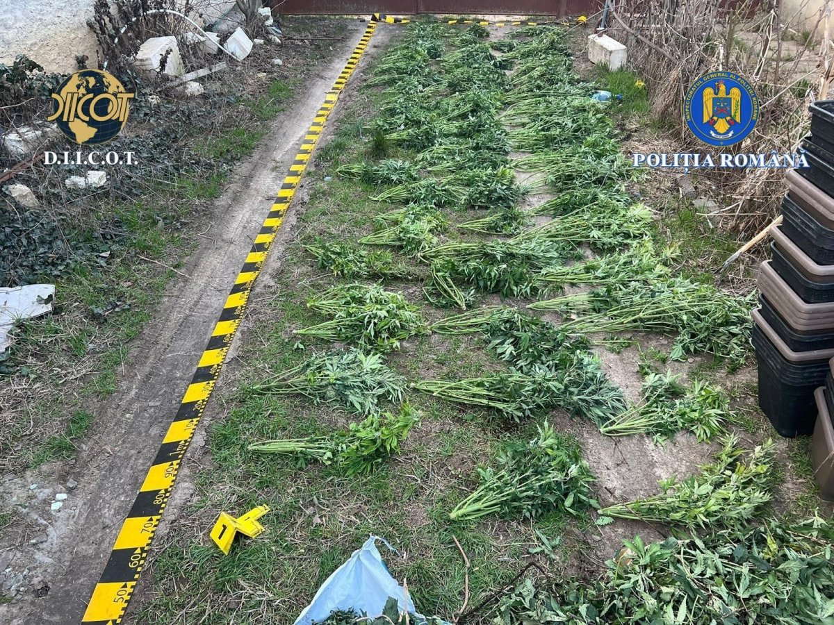 Cultură de canabis descoperită la Peregu Mare; vezi ce au pățit „agricultorii”