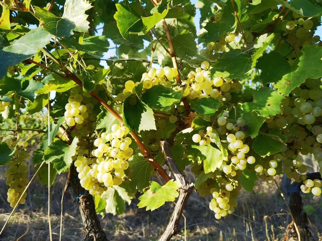 Podgoria Miniș–Măderat confirmă tradiția vinului arădean: 29 de producători duc mai departe renumele județului