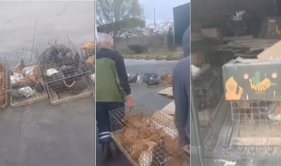 Scandal în piață la Pâncota: sute de pui confiscați și omorâți; oameni revoltați; ce spun autoritățile sanitar-veterinare (VIDEO)