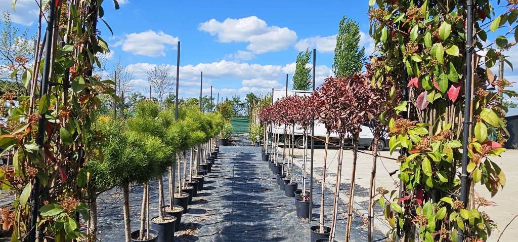 BLOOM FEST CURTICI, explozia de culoare din acest weekend (FOTO)