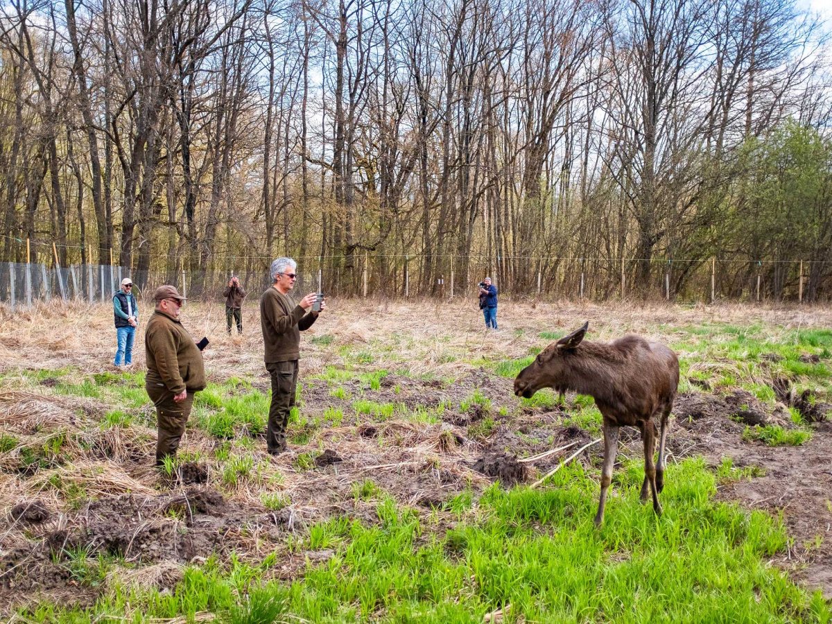 Moment istoric pentru biodiversitatea României: Elanul revine în pădurile administrate de Romsilva, în Parcul Natural Vânători Neamț