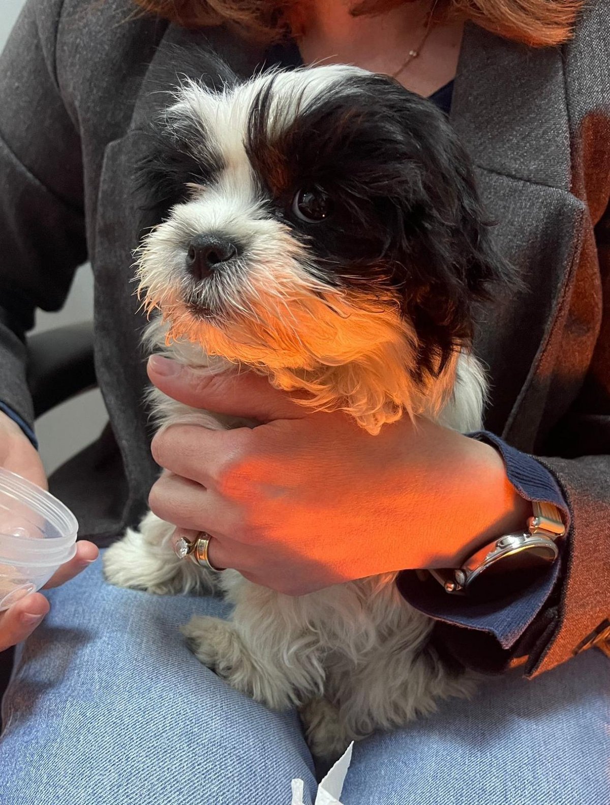 „Operațiunea Șiț (Shih Tzu)” în Micălaca: un cățel cu alură de mâțâ a fost furat și recuperat de polițiști