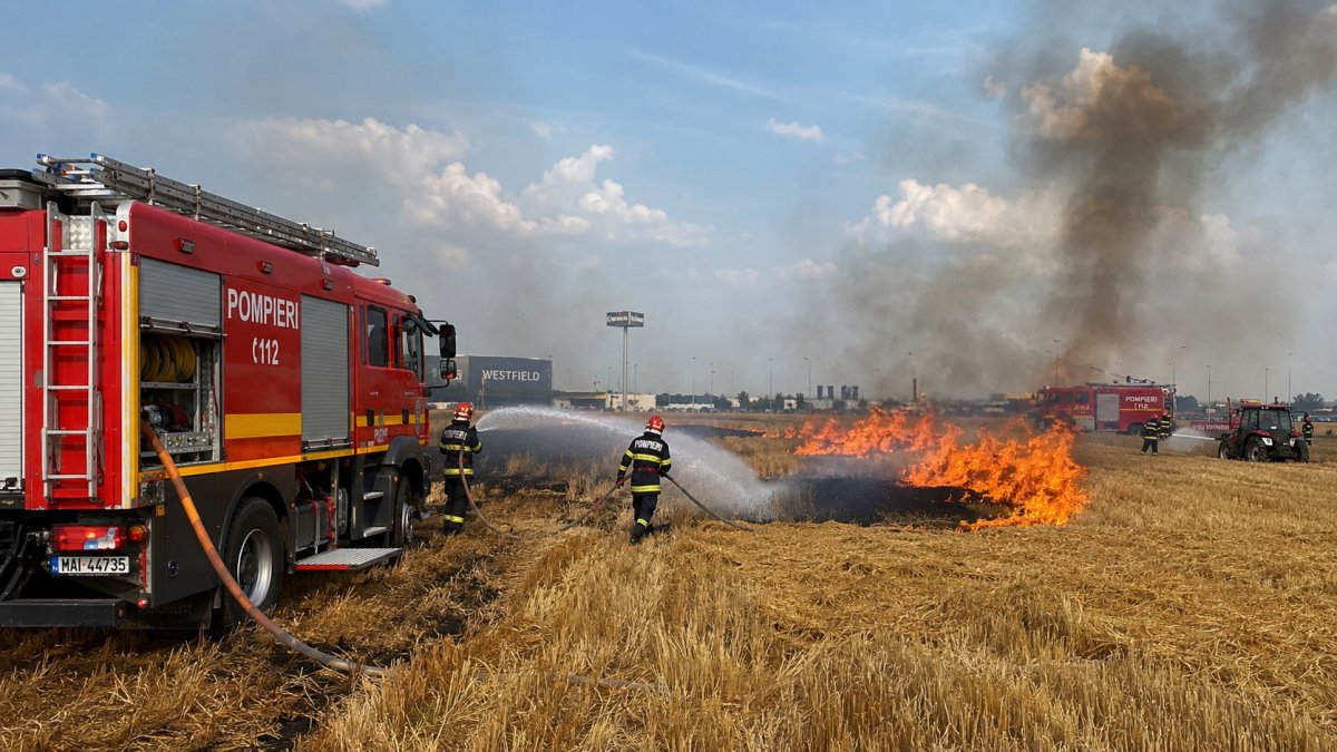 Incendiu izbucnit la un lan de grâu în zona Westfield
