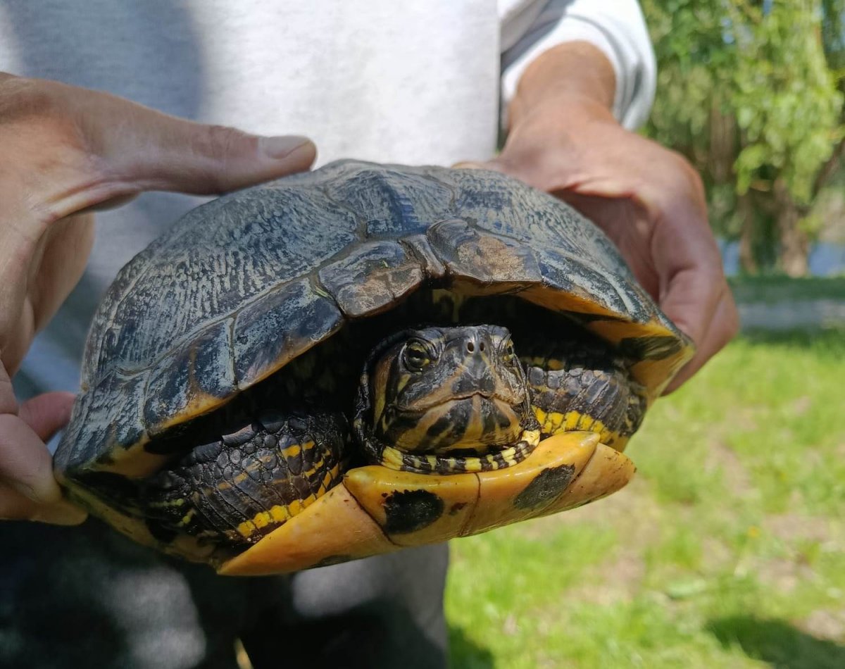 Animale de companie ABANDONATE în Parcul Natural Lunca Mureșului