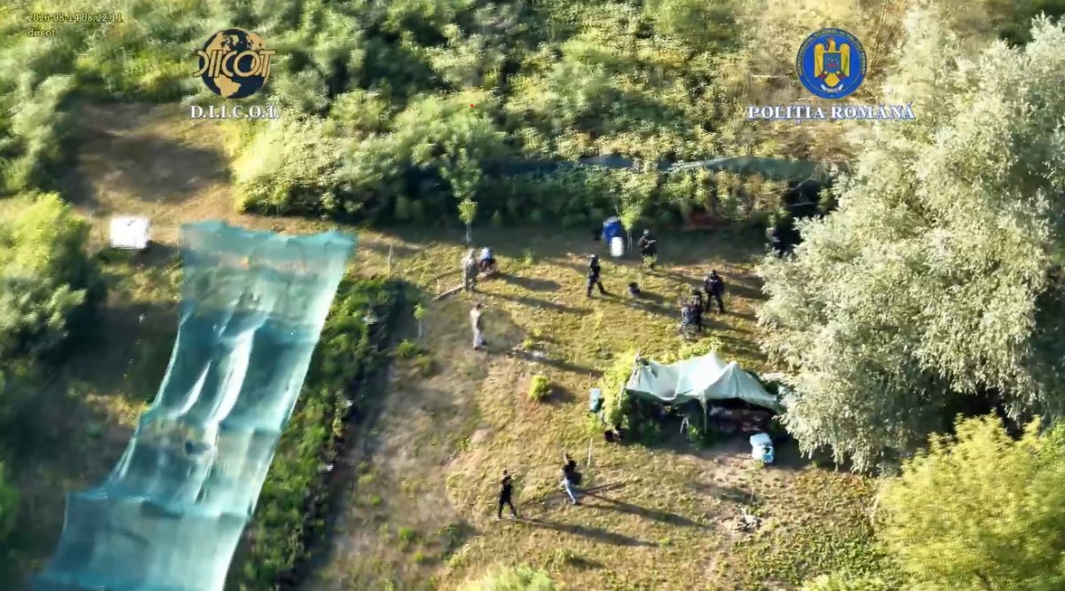 Plantație de canabis descoperită pe malul Mureșului, la Lipova
