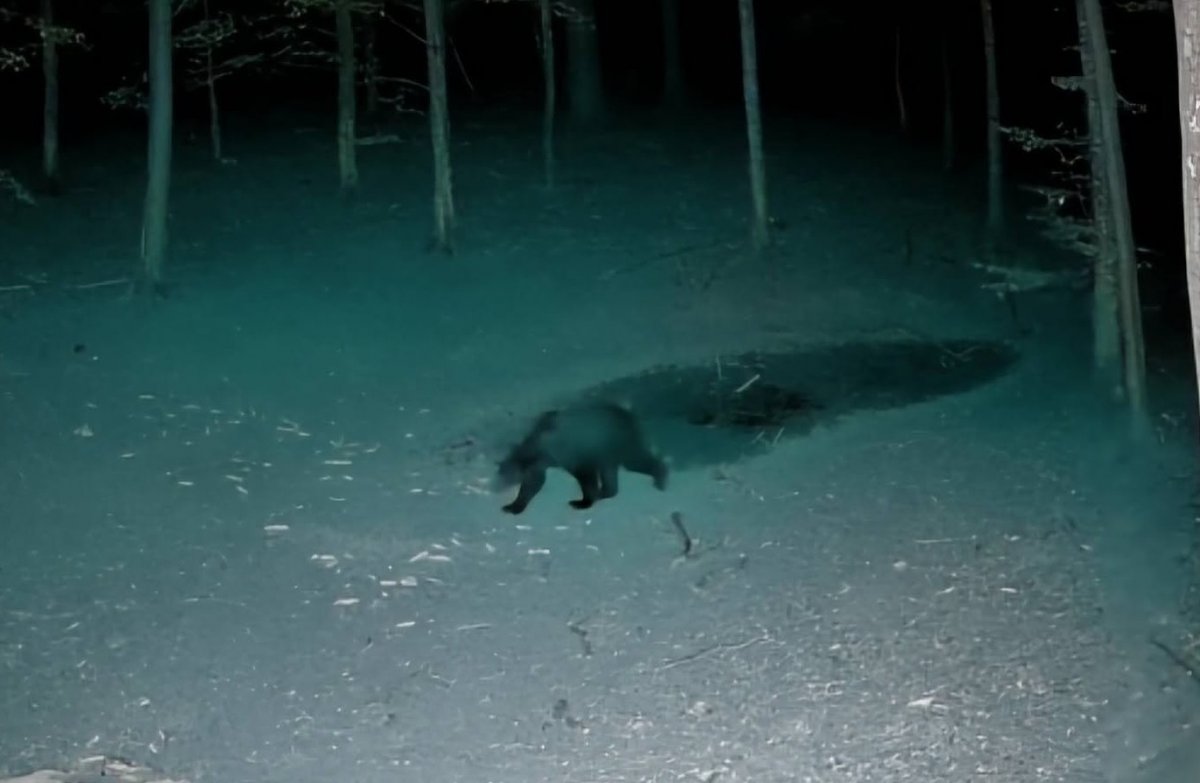 Ce trebuie să facă autoritățile locale când apar urși în zonele pe care le administrează; Prefectul susține că nu se impune mărirea cotelor de vânătoare