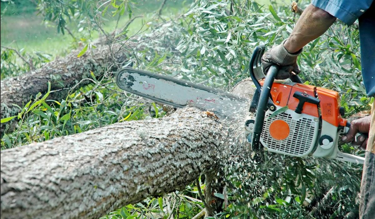 Primăria a aprobat tăierea a zeci de arbori din oraș