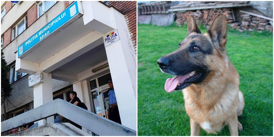 REPORTAJ: La Arad, câinele poliţist Jake, aflat în serviciu de un deceniu, a fost casat şi scos la licitaţie cu 200 de lei