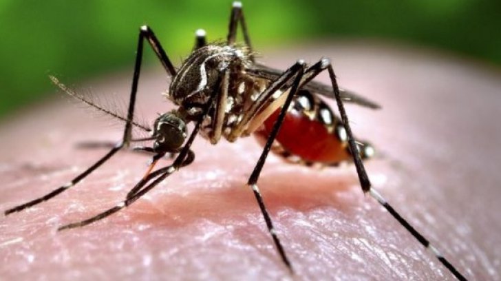 Încă un caz de virus ZIKA în România. Al doilea, într-o săptămână