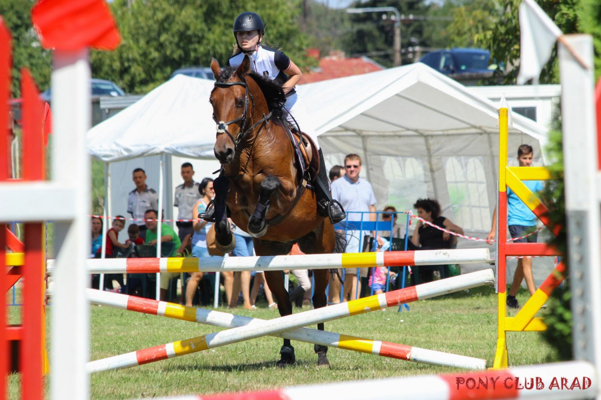 EQUIFEST Arad 2016 - CONCURS DE SARITURI PESTE OBSTACOLE